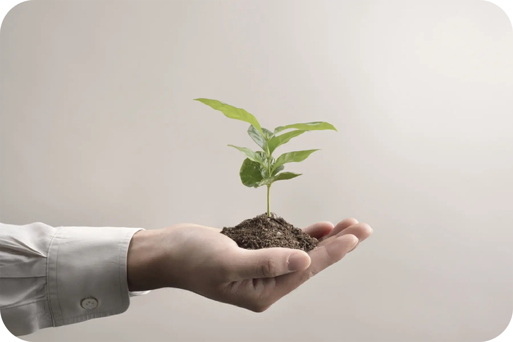 An image of a hand holding a seedling.